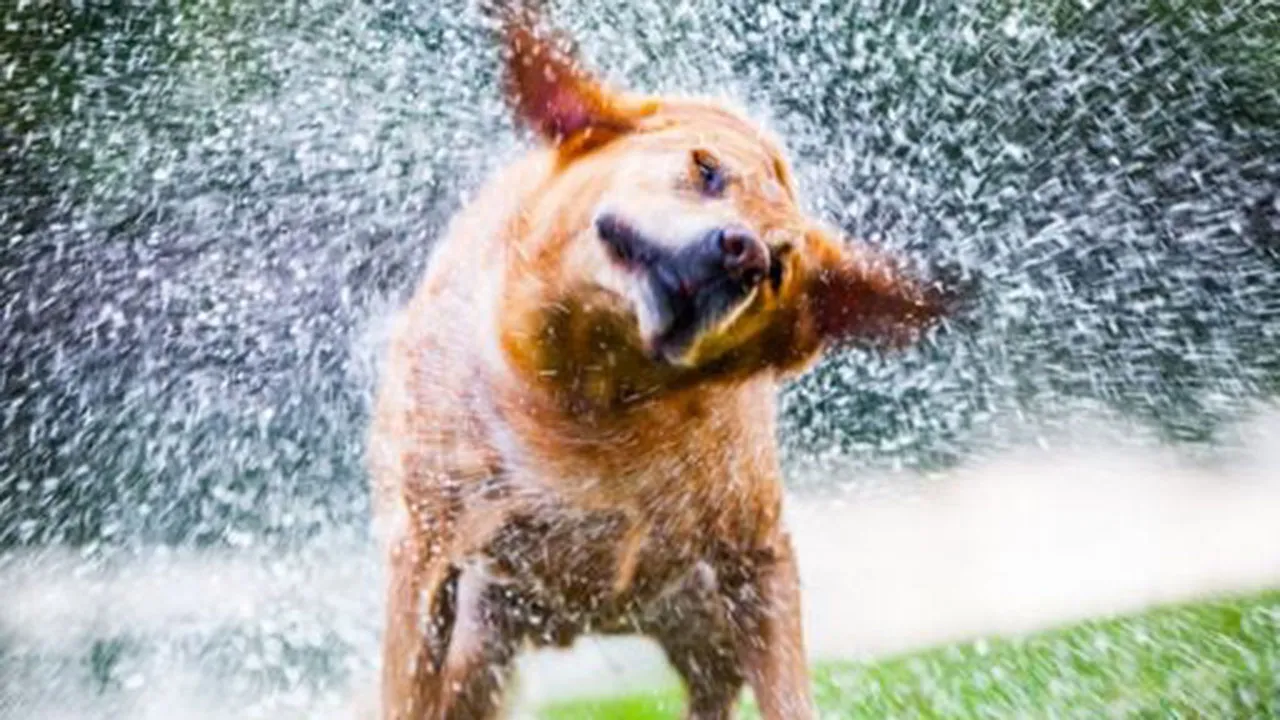 Imagem ilustrativa da notícia: Não é pela água: veja porquê cachorros se sacodem molhados!