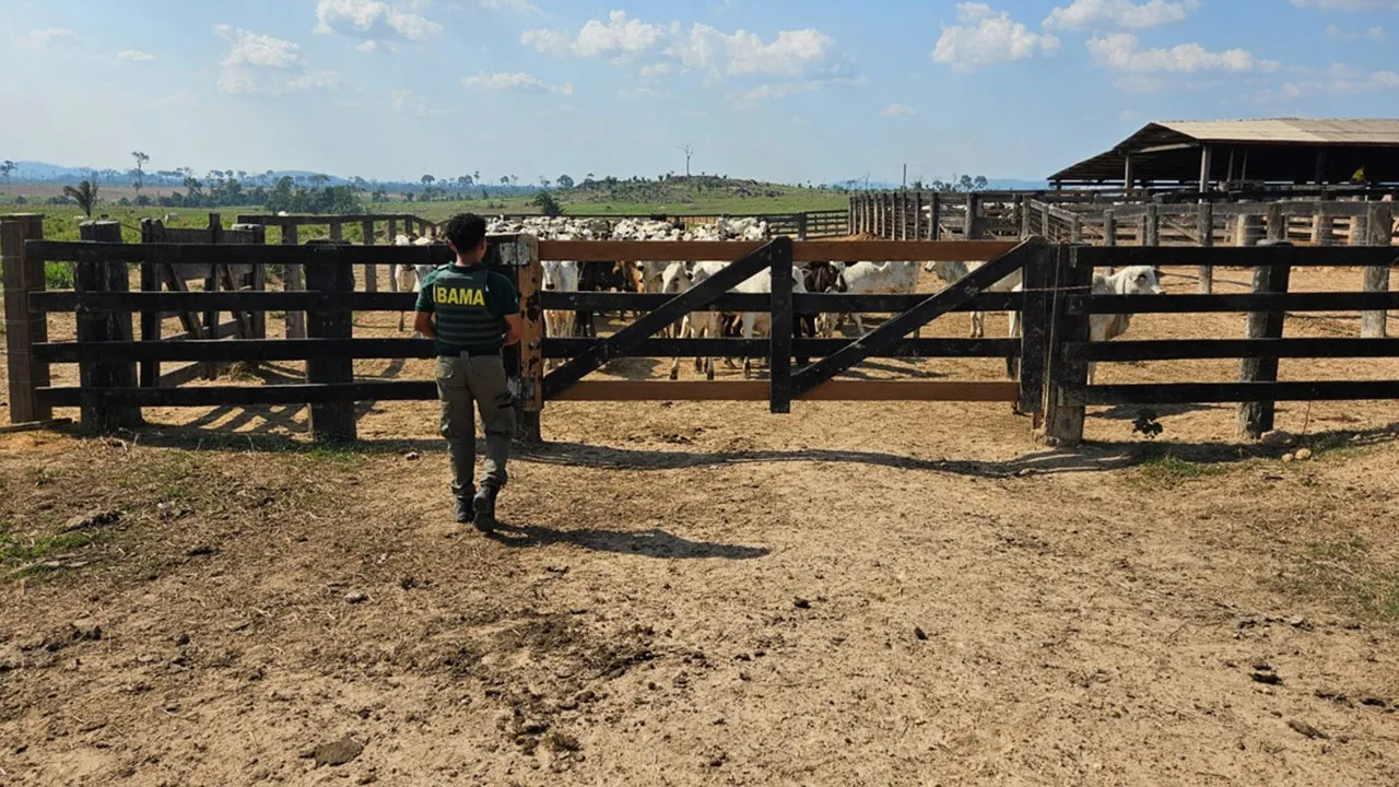 Imagem ilustrativa da notícia: Ibama multa fazendas e frigoríficos por gado irregular