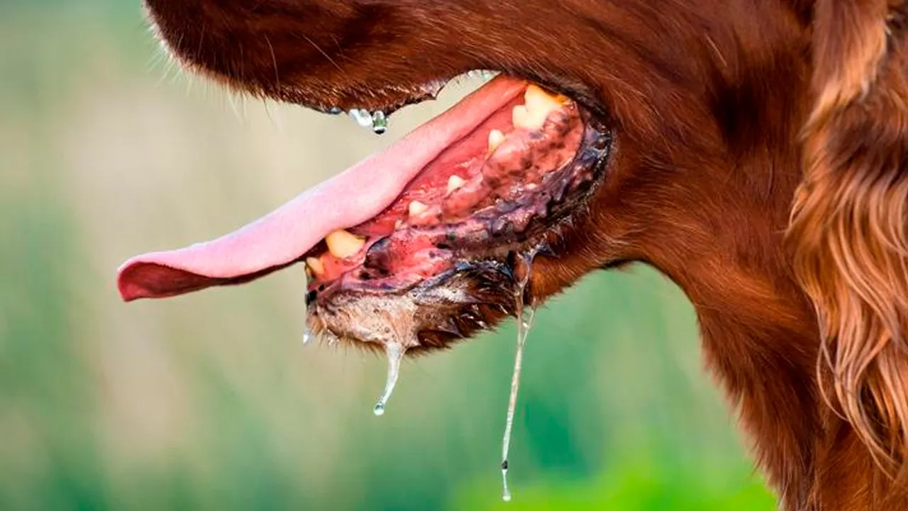 Imagem ilustrativa da notícia: Mulher tem pernas e dedos amputados após mordida de cachorro 