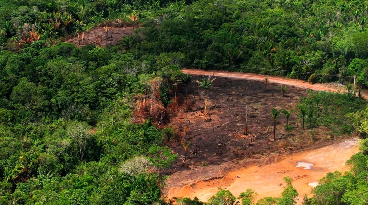 Imagem ilustrativa da notícia: Fazendas embargadas no sul do Pará operavam irregularmente