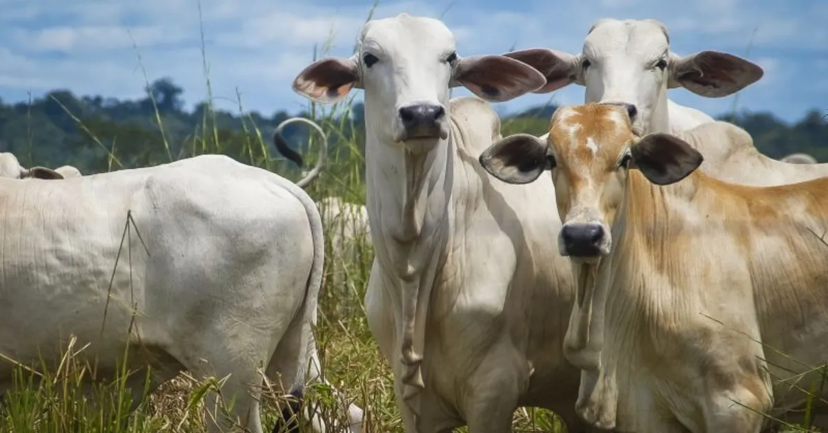 Imagem ilustrativa da notícia: Produção de carne no Pará cresce com valorização em 40%