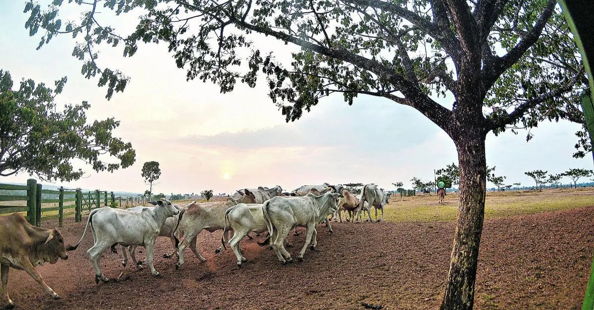 Imagem ilustrativa da notícia: Agronegócio entra na luta contra mudanças climáticas