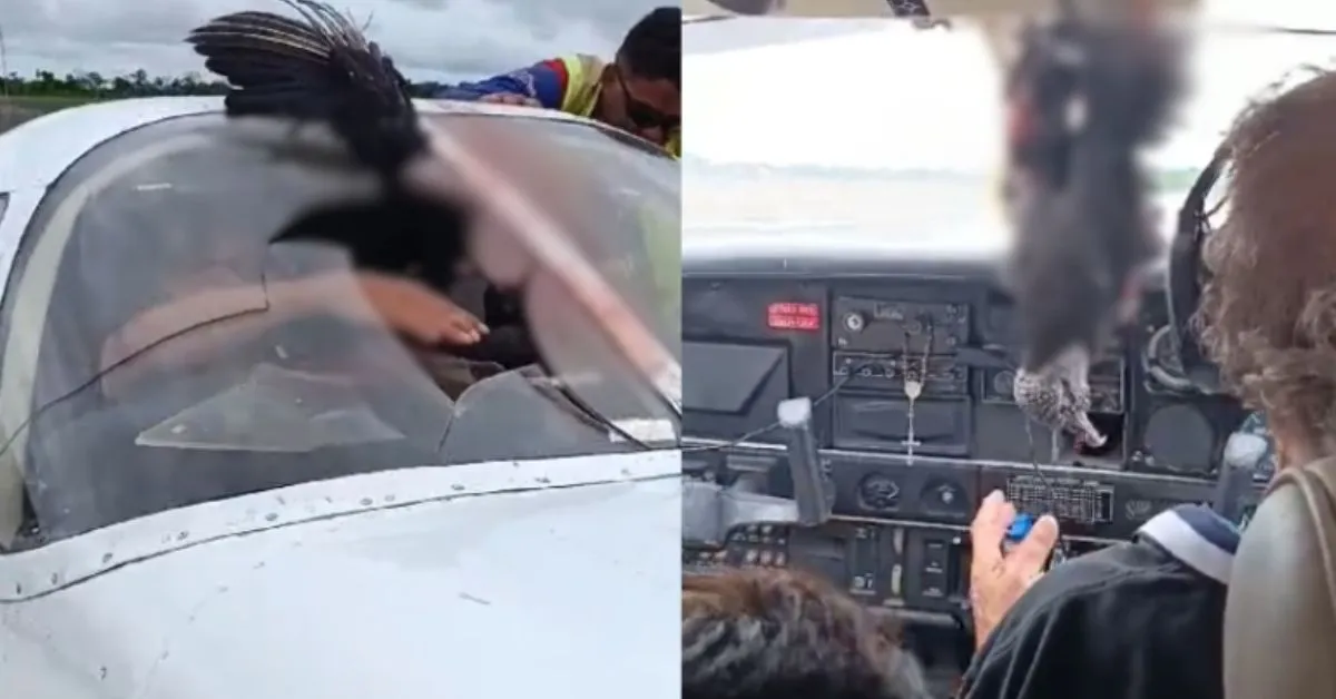 Imagem ilustrativa da notícia: Urubu colide e quebra vidro de avião no Amazonas; veja!