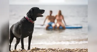 Imagem ilustrativa da notícia: Vai à praia com seu pet? Veja dicas e cuidados necessários