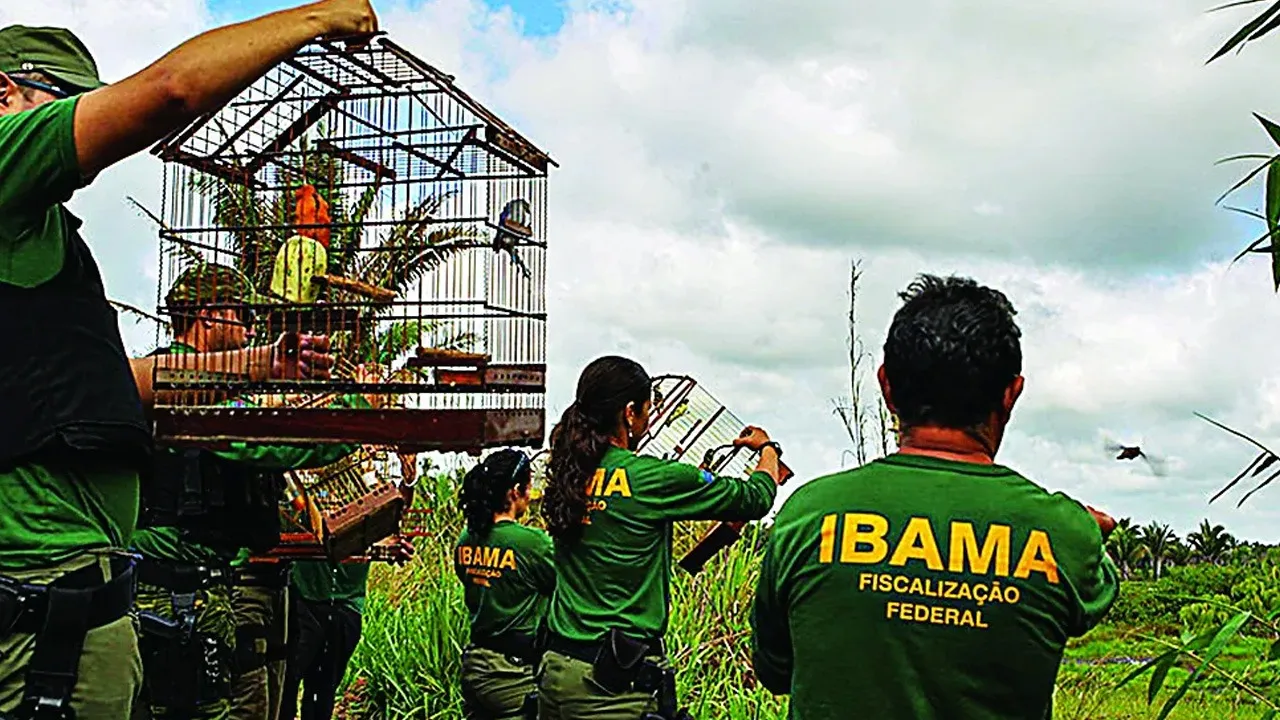 Imagem ilustrativa da notícia: Edital do Ibama 2025 oferece 460 vagas para todo o Brasil