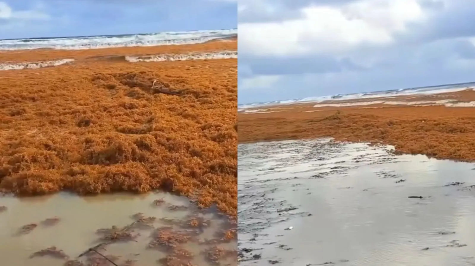 Imagem ilustrativa da notícia: Vídeo: Algas marinhas invadem praias de Salinas; entenda o fenômeno