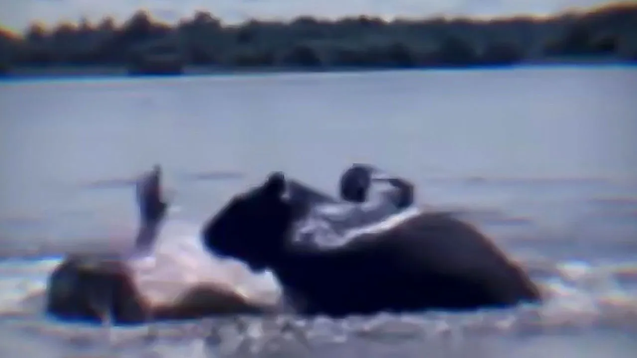 Imagem ilustrativa da notícia: Vídeo: menina é atacada por capivara ao tomar banho em lago