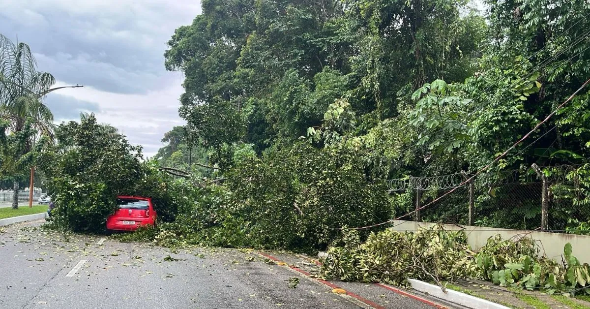 Imagem ilustrativa da notícia: Árvore cai em cima de carro na Avenida Júlio César, em Belém