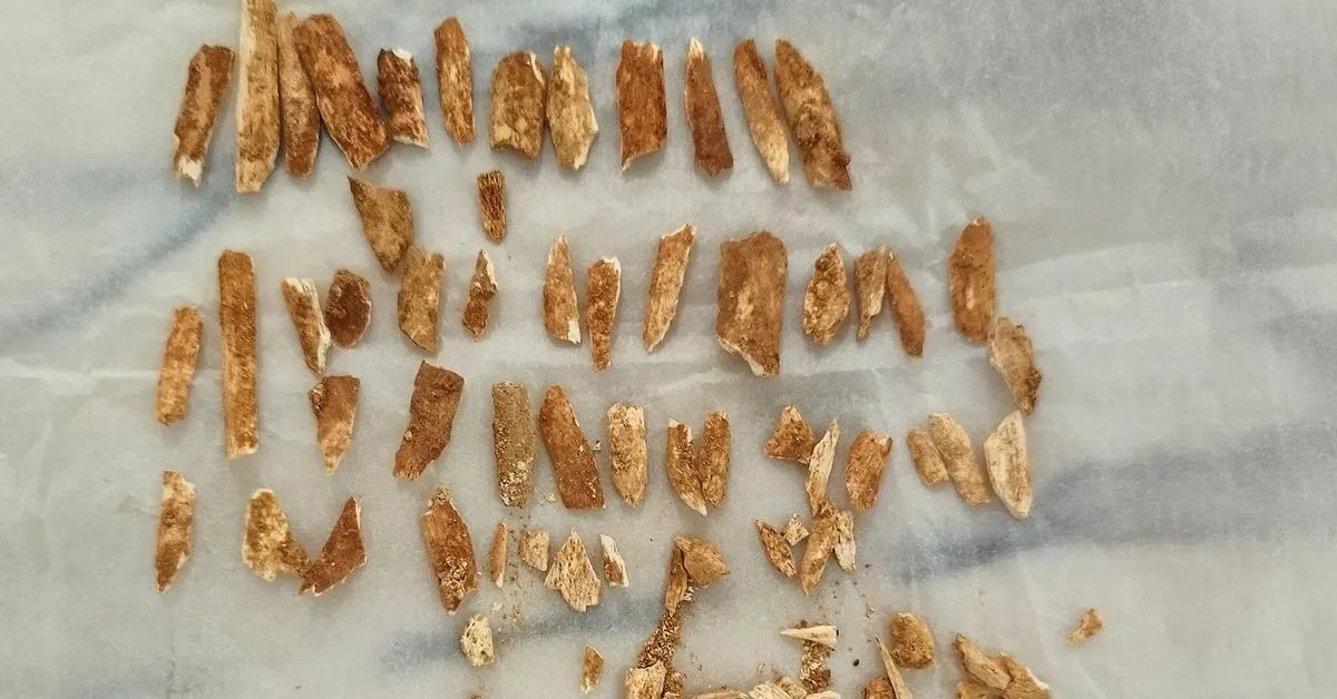 Imagem ilustrativa da notícia: Cientistas datam esqueleto de criança com traços de humanos modernos e neandertais