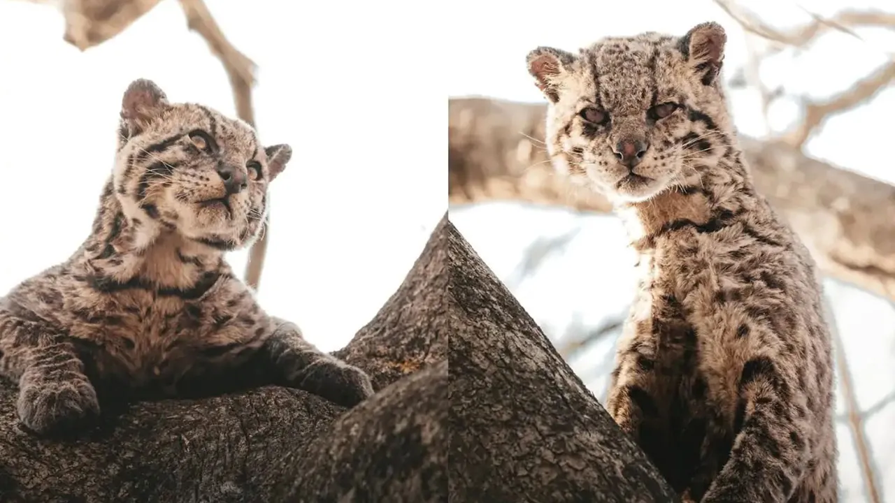 Imagem ilustrativa da notícia: Jaguatirica idosa é avistada no Pantanal