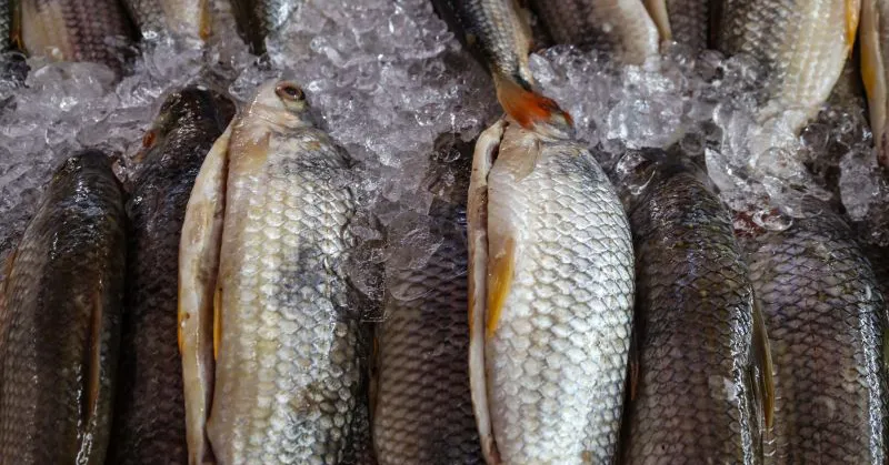 Imagem ilustrativa da notícia: Aquicultura cresce mais de 30% no Pará