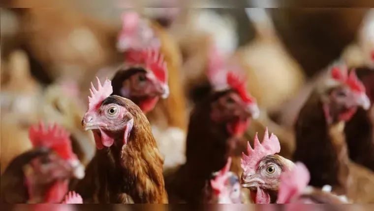 Imagem ilustrativa da notícia: Pode comer ovos e frango após foco de gripe aviária no Brasil?