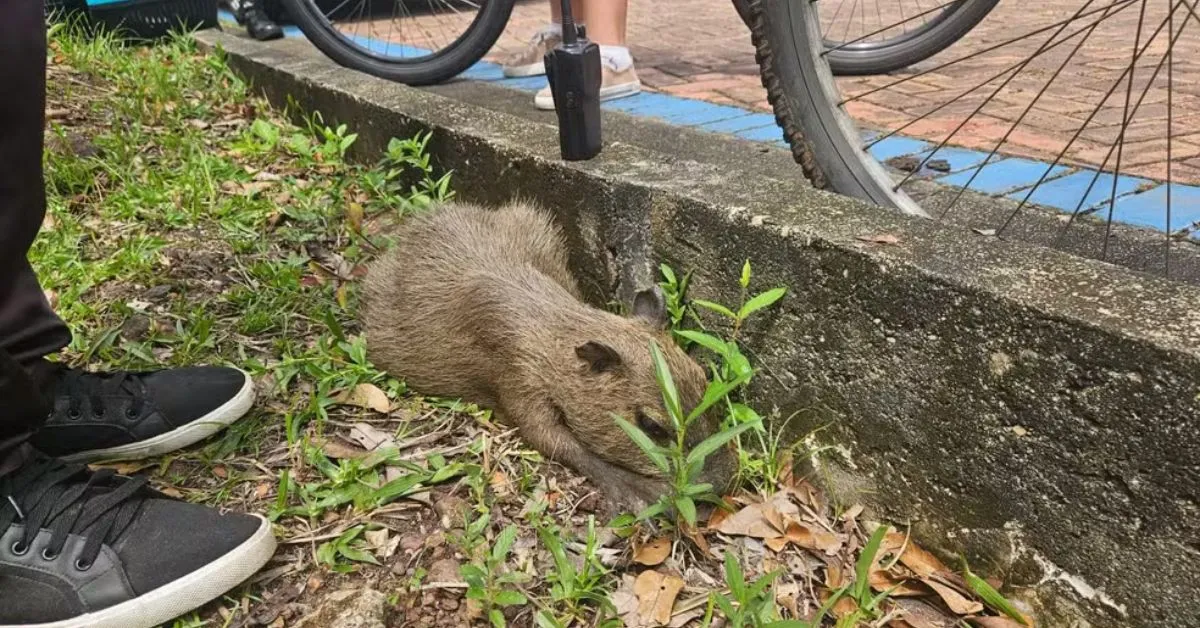 Imagem ilustrativa da notícia: Filhote de capivara é atropelado por ciclista no Utinga
