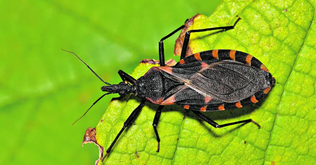 Imagem ilustrativa da notícia: Mudanças climáticas podem elevar casos de doença de Chagas