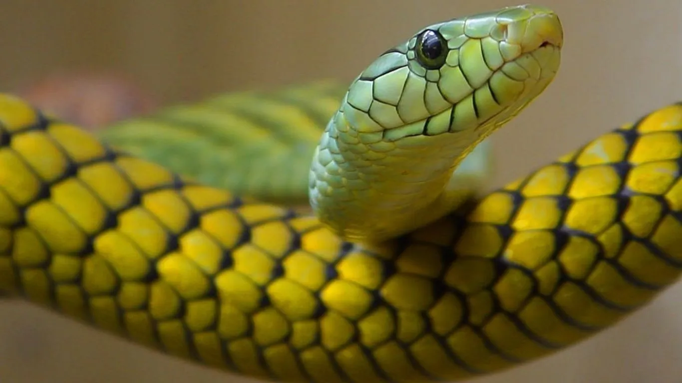 Imagem ilustrativa da notícia: Vídeo: cobra devora iguana em posto de saúde em Marabá 