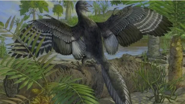 Imagem ilustrativa da notícia: Fóssil revela que dinossauro famoso voava como uma galinha