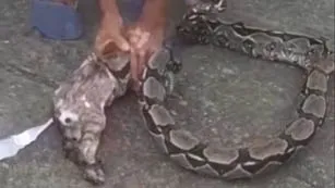 Imagem ilustrativa da notícia: Vídeo mostra população retirando gato de boca de cobra