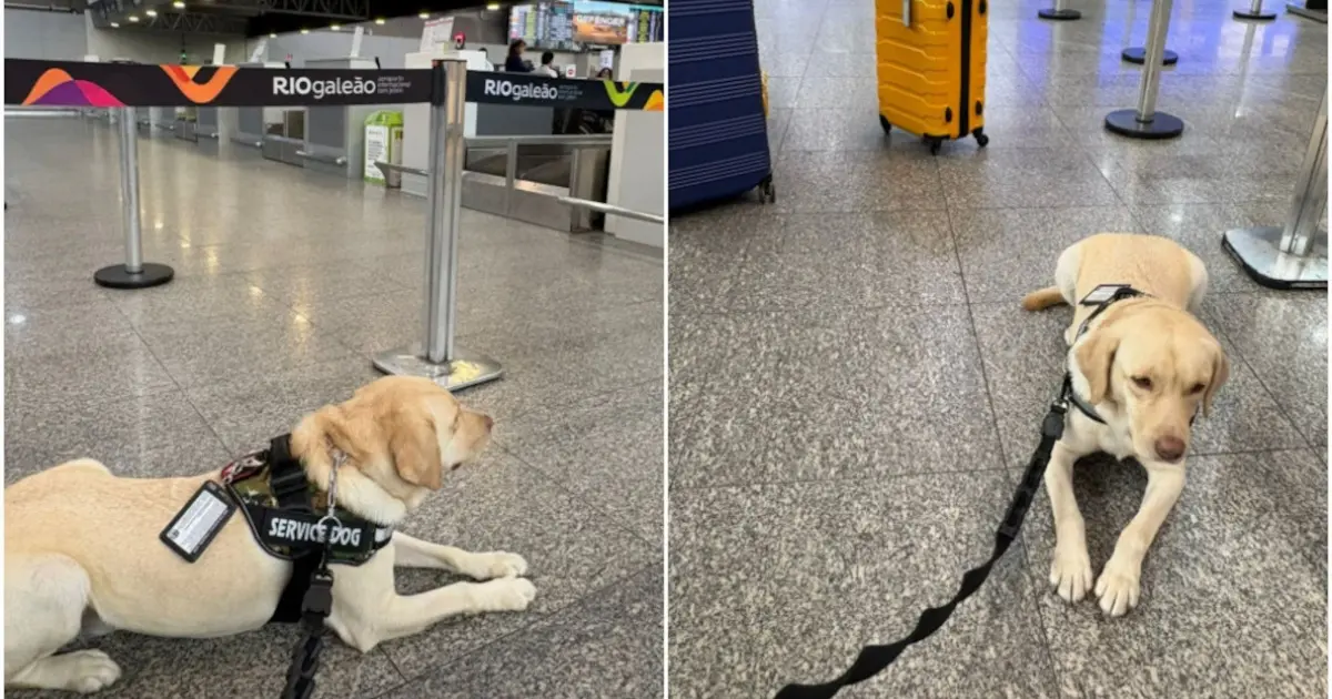 Imagem ilustrativa da notícia: PF impede voo para Lisboa após cão ser barrado na cabine