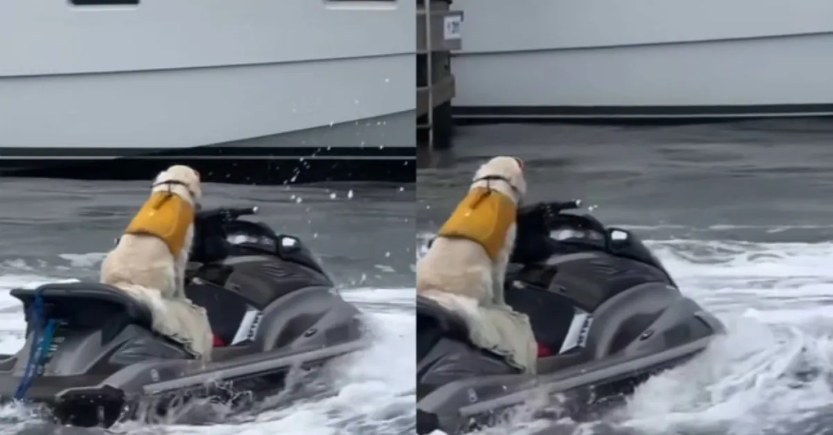 Imagem ilustrativa da notícia: Cachorro passeia de jet ski na Flórida e vira sensação na web