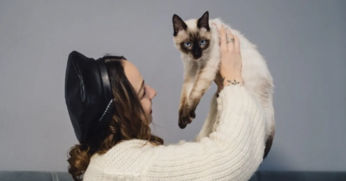 Imagem ilustrativa da notícia: Por que gatos seguem os tutores pela casa? Entenda