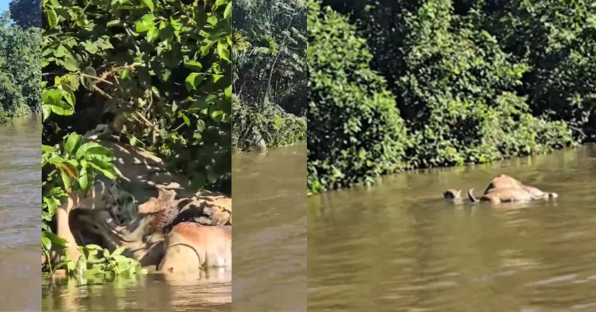 Imagem ilustrativa da notícia: Onça-pintada arrastando boi em rio no Pantanal 