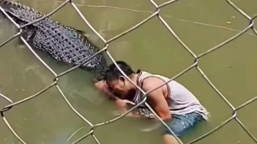 Imagem ilustrativa da notícia: Vídeo: turista invade recinto de crocodilo e sofre temido "giro da morte"