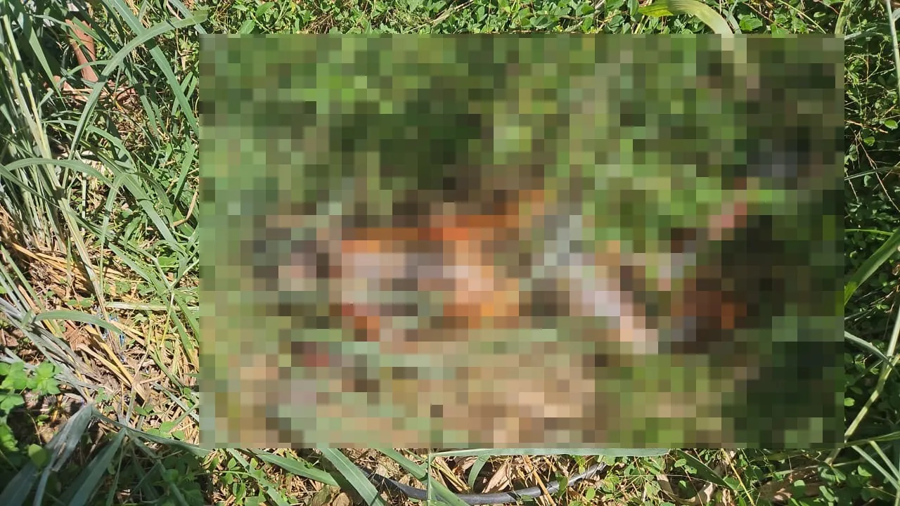 Imagem ilustrativa da notícia: Vídeo: Corpo de mulher é achado em decomposição no Pará