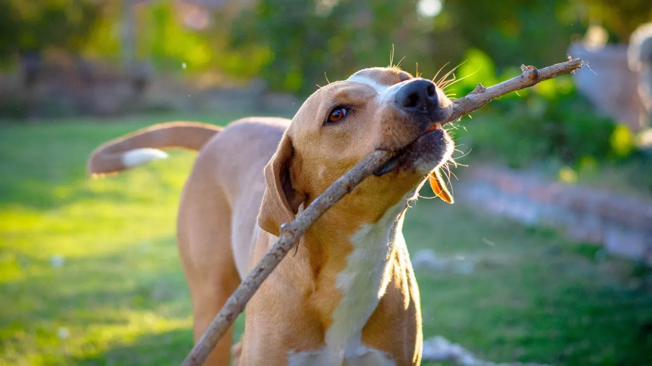 Imagem ilustrativa da notícia: Mais de 620 mil pets já têm RG no sistema SinPatinhas