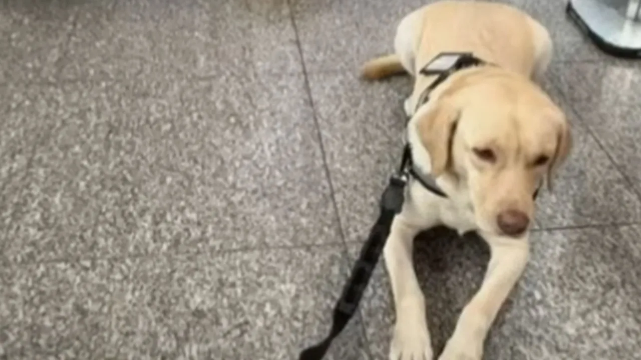 Imagem ilustrativa da notícia: Companhia aérea impede embarque de cão de suporte 