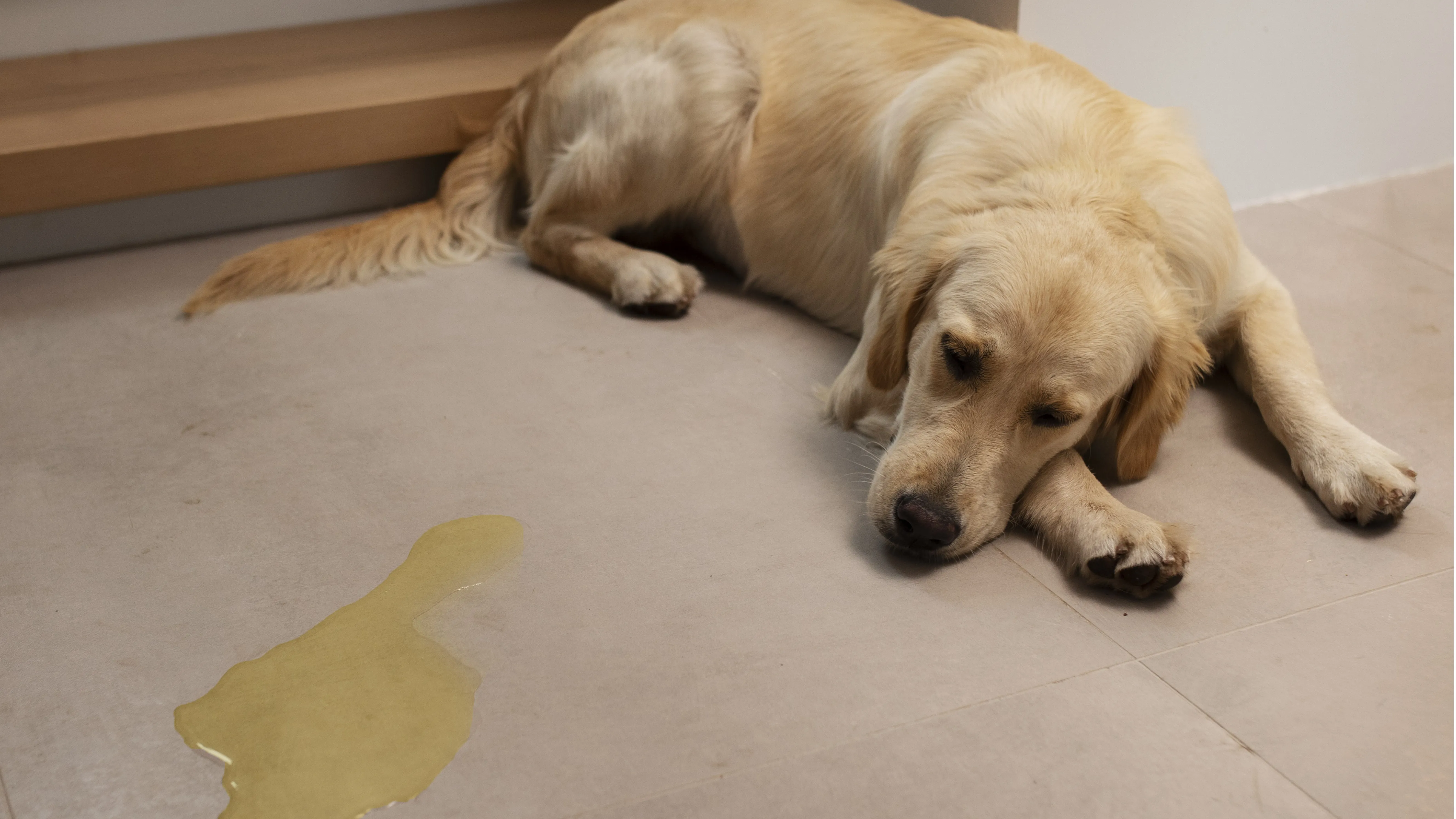 Imagem ilustrativa da notícia: Cheiro de xixi de cachorro em casa? Veja como eliminar rapidamente