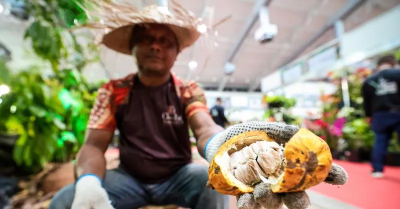 Imagem ilustrativa da notícia: Belém recebe Feira do Cacau e Chocolate Amazônia e Flor Pará