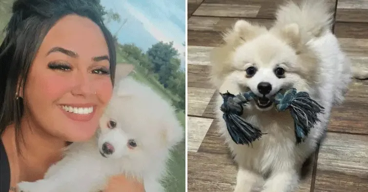 Imagem ilustrativa da notícia: Homem mata cachorro da ex a facadas e foge; mulher pede justiça