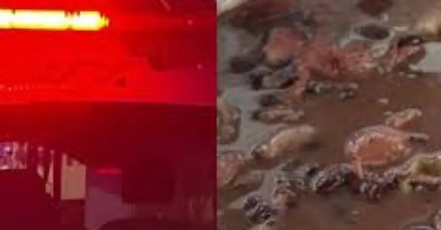 Imagem ilustrativa da notícia: Mulher mata marido, cozinha o pênis no feijão e come o órgão