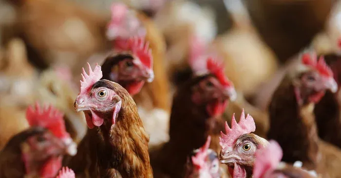 Imagem ilustrativa da notícia: Gripe aviária em granja gaúcha acende alerta nacional
