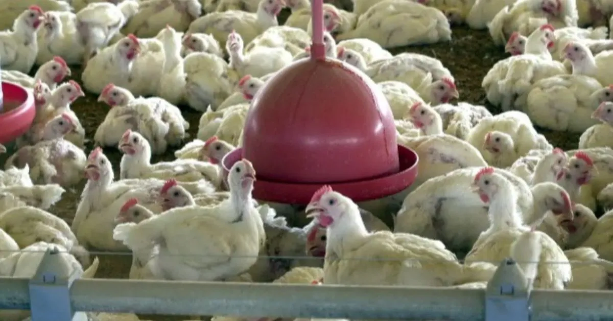 Imagem ilustrativa da notícia: Gripe aviária: Brasil suspende exportação de frango, afetando mercados internacionais