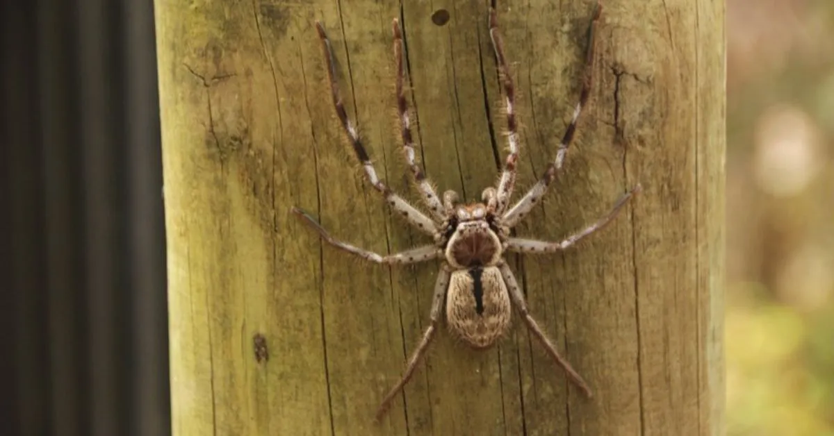 Imagem ilustrativa da notícia: Veneno de aranha pode virar remédio contra impotência sexual