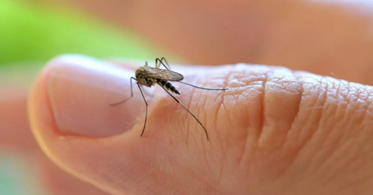 Imagem ilustrativa da notícia: Conheça o tempero que afasta moscas e mosquito da dengue