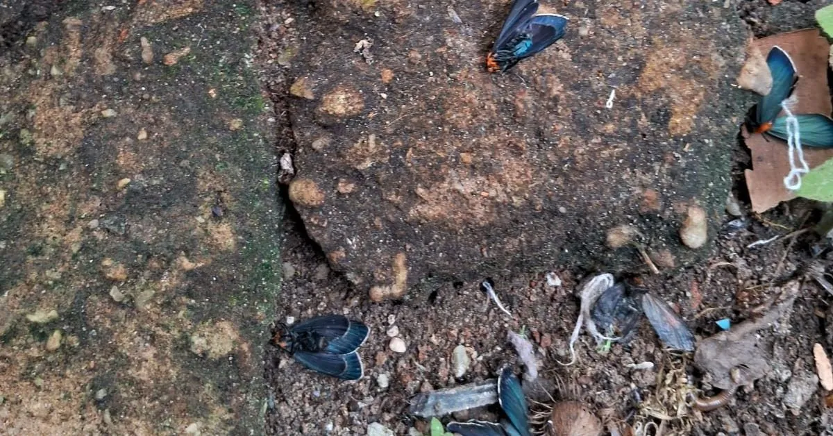 Imagem ilustrativa da notícia: "Nuvem de bruxas" suspende de aulas em cidade do Marajó