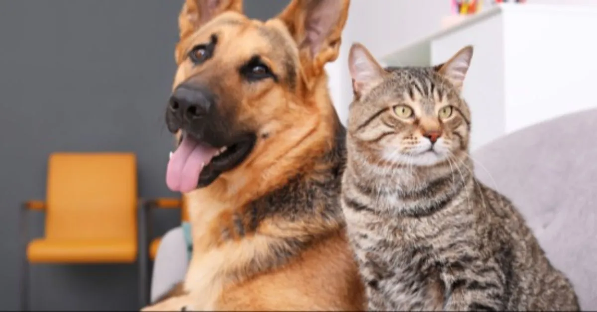 Imagem ilustrativa da notícia: Belém recebe campanha de adoção pet neste sábado (17)