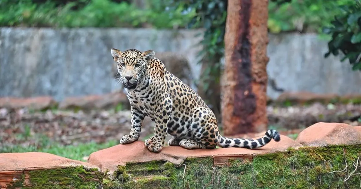Imagem ilustrativa da notícia: Onça-pintada do Pará vai a São Paulo para conhecer novo "namorado"
