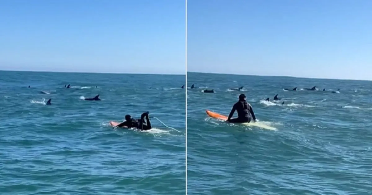 Imagem ilustrativa da notícia: Surfistas registram encontros com golfinhos no Chile