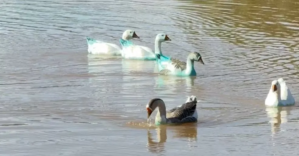 Imagem ilustrativa da notícia: Aves ficam azuis após caminhão tombar e derramar corante em córrego