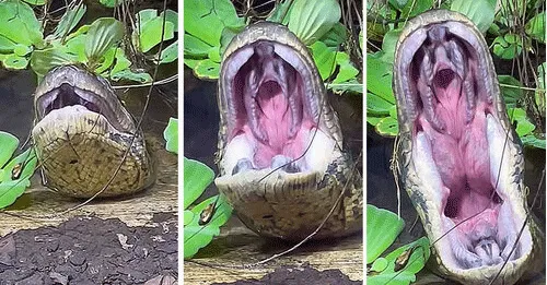 Imagem ilustrativa da notícia: ASSISTA: Sucuri abre bocão durante 'bocejo' em vídeo impressionante