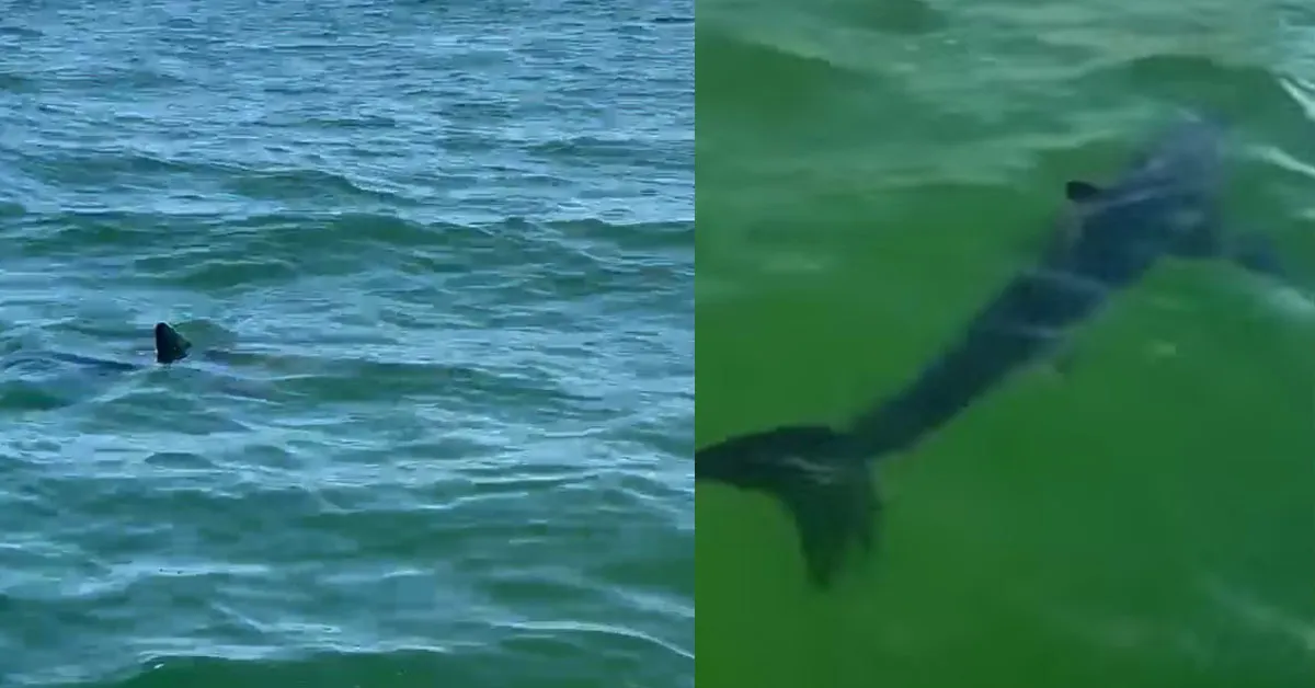 Imagem ilustrativa da notícia: Tubarões são avistados no Rio e geram alerta nas praias