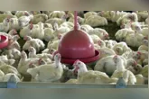 O Governo do Distrito Federal confirmou que o irerê – uma espécie de pato – encontrado morto no Zoológico de Brasília estava contaminado com o vírus da gripe aviária.