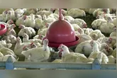 Imagem ilustrativa da notícia Gripe aviária: Brasil suspende exportação de frango, afetando mercados internacionais