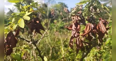 Praga tem atacado plantação de mandioca