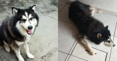 Tutor oferece recompensa para quem achar cachorro perdido na Cidade Nova.