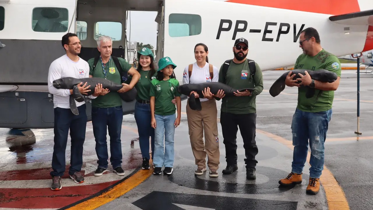 A operação contou com o apoio de diversos órgãos, entre eles o ICMBio, Instituto Igarapé-Nhamundá, Instituto Bicho D’água, Grupamento Aéreo de Segurança Pública (GRAESP), CETRAS/UFRA e Ibama.