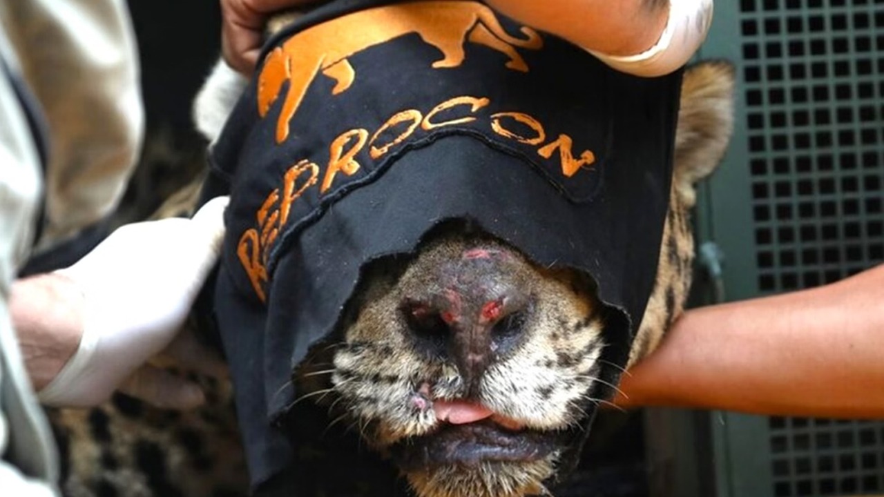 O felino, um macho adulto, acaba de ser transferido, para o Instituto Ampara Animal, em São Paulo, na última segunda feira (19), onde permanecerá em cativeiro permanentemente.